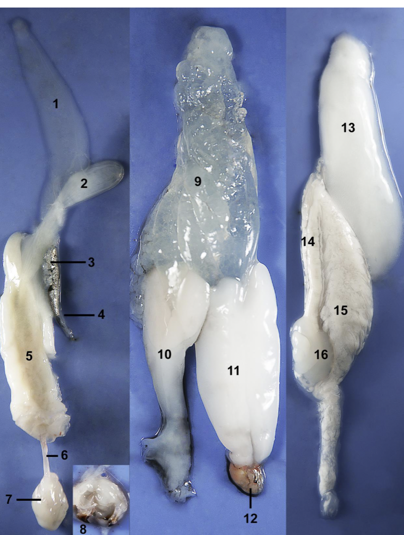 <p>Identify the labeled parts of this myopsida squid dissection.</p>