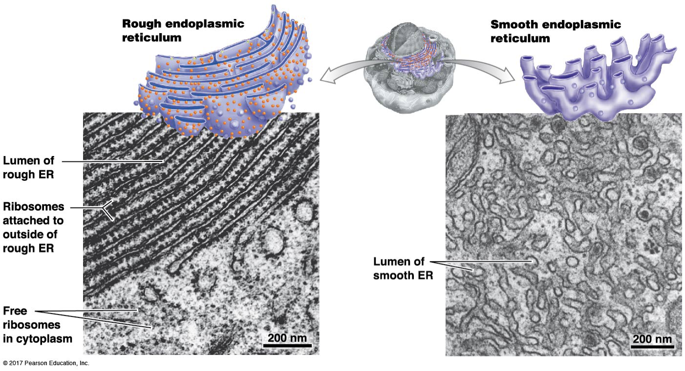 <p>What is the structure and function of the Smooth ER?</p>
