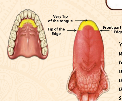 <p>The tip of the tongue and front edges (right and left sides) with the gum line of upper incisors and front part of upper palate is the articulation point for what letter?</p>