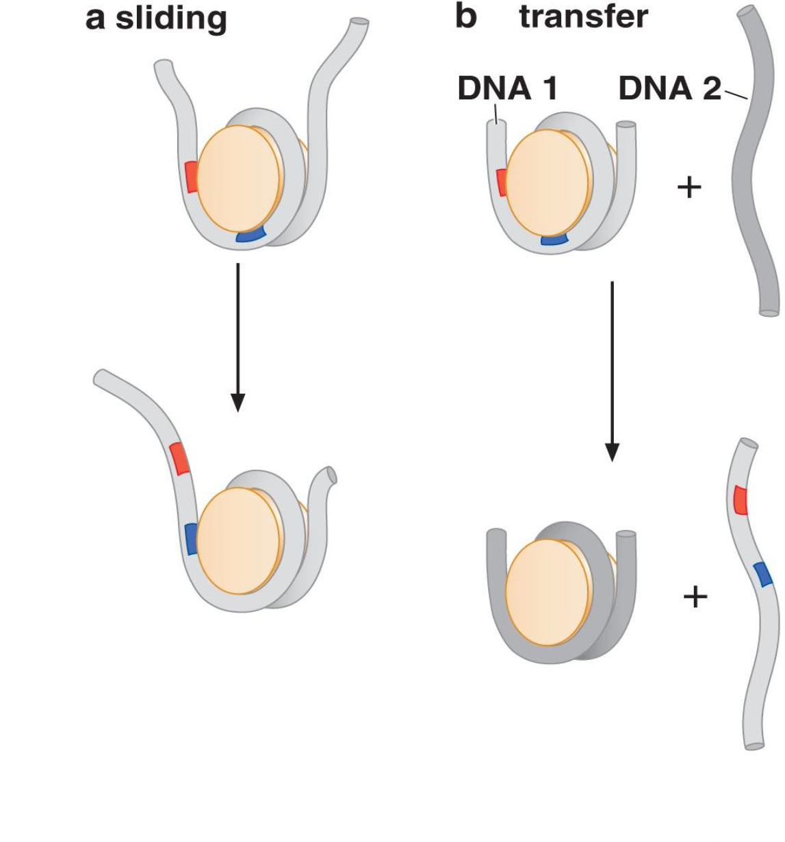 <ol><li><p>Sliding</p><p>—&gt; Le mouvement des nucléosomes en glissant le long d’une molécule d’ADN expose des sites pour des protéines de liaison d’ADN.</p><p></p></li><li><p>Transfer </p><p>—&gt; Le mouvement des nucléosomes peut également se produire par transfert du nucléosome d’un brin d’ADN à un autre.</p></li></ol>