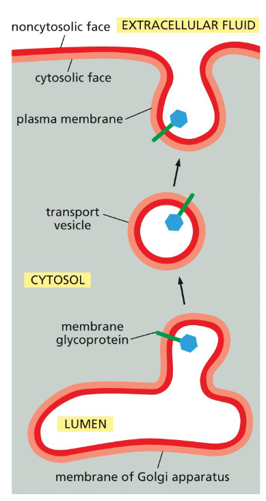 <p>Helps with the budding of membrane vesicles—bubbles of phospholipids that transport sugars and such from where they are made in the cell to outside it as the phospholipids then join the large layer. </p><p>Also important in cell signaling and activating enzymes.</p>
