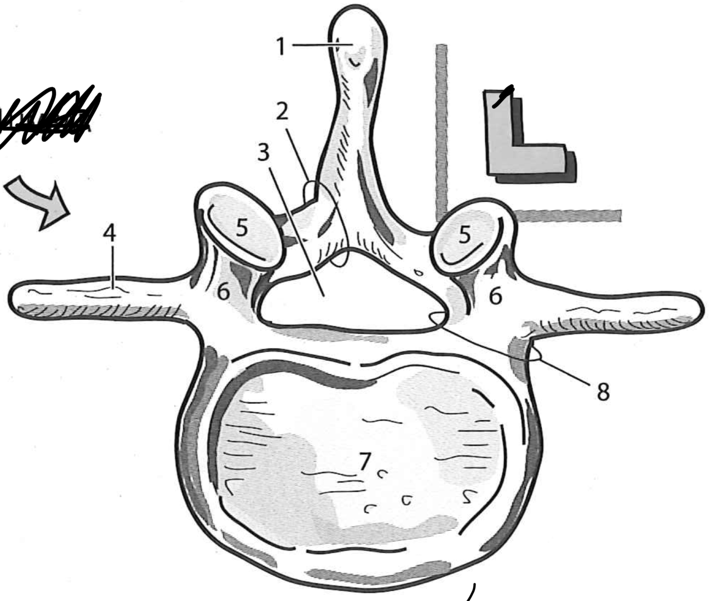 term image
