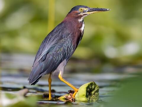 <p>Green Heron</p>
