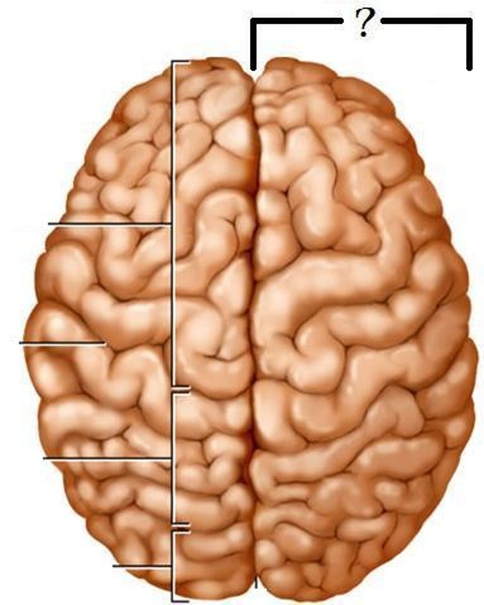 <p>controls the left side of the body</p>