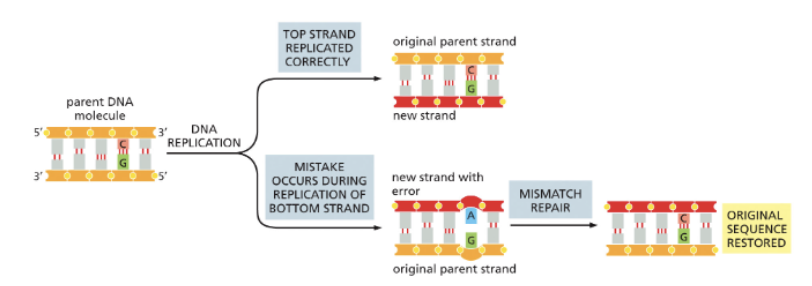<ul><li><p>REPLICATION ERRORS AND RESTORES THE ORIGINAL DNA SEQUENCE!</p></li><li><p>MISMATCH REPAIR FIXES MOST ERRORS MADE BY THE REPLICATION MACHINERY</p><ul><li><p>REDUCES OVERALL ERROR RATE TO 1 IN 10<sup>9</sup> BASES </p></li><li><p>CELLS HAVE STRATEGIES TO DETERMINE WHICH STRAND IS THE NEWLY SYNTHESIZED STRAND</p></li><li><p>CELLS WITH DEFECTIVE MISMATCH REPAIR SYSTEMS ARE CANCER-PRONE</p></li></ul></li></ul><p></p>
