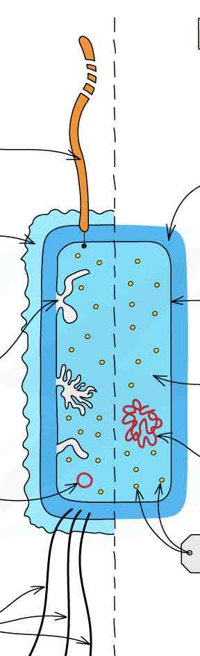<p>structure of a prokaryotic cell (labelled diagram)</p>