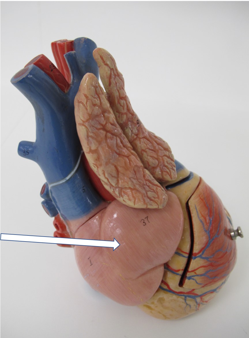 <p>Latijns + specifiek</p>