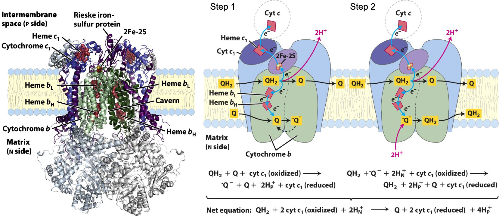 <ul><li><p>uses 2 e<sup>-</sup> from QH<sub>2</sub> to reduce two molecules of cyt c via 2 step cycle</p></li><li><p>4 H+ transported across membrane per 2 e<sup>-</sup> that reach cyt c</p></li><li><p>step 1: QH<sub>2 </sub>give 2 out of 4 H+ </p></li><li><p>step 2: regeneration of QH<sub>2</sub> gives 2 H<sup>+</sup> from matrix</p></li></ul><p></p>