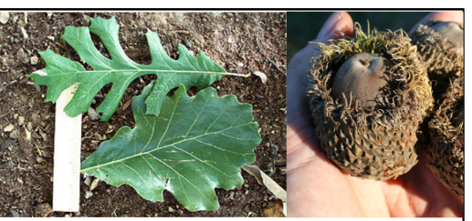 <p>Fagaceae</p><p>Quercus macrocarpa</p>