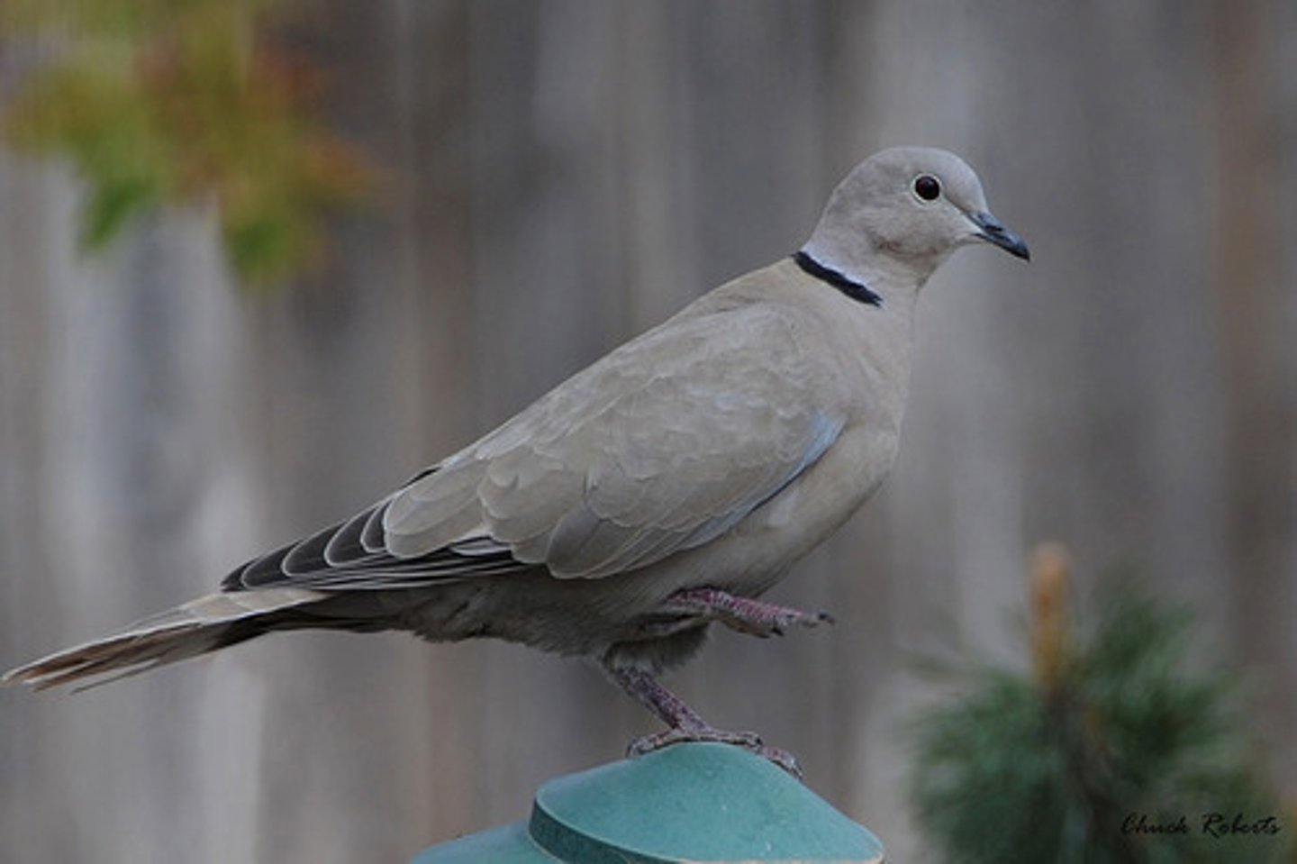 <p>Columbiformes</p>