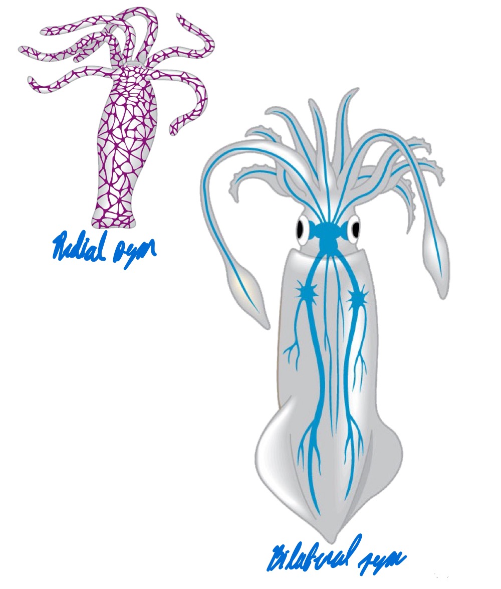 <p>In radial symmetry, we have a network of neurons. In bilateral symmetry, we still get a network, but now we have clusterings of neurons, one small (ganglia) and one big (brains).</p>