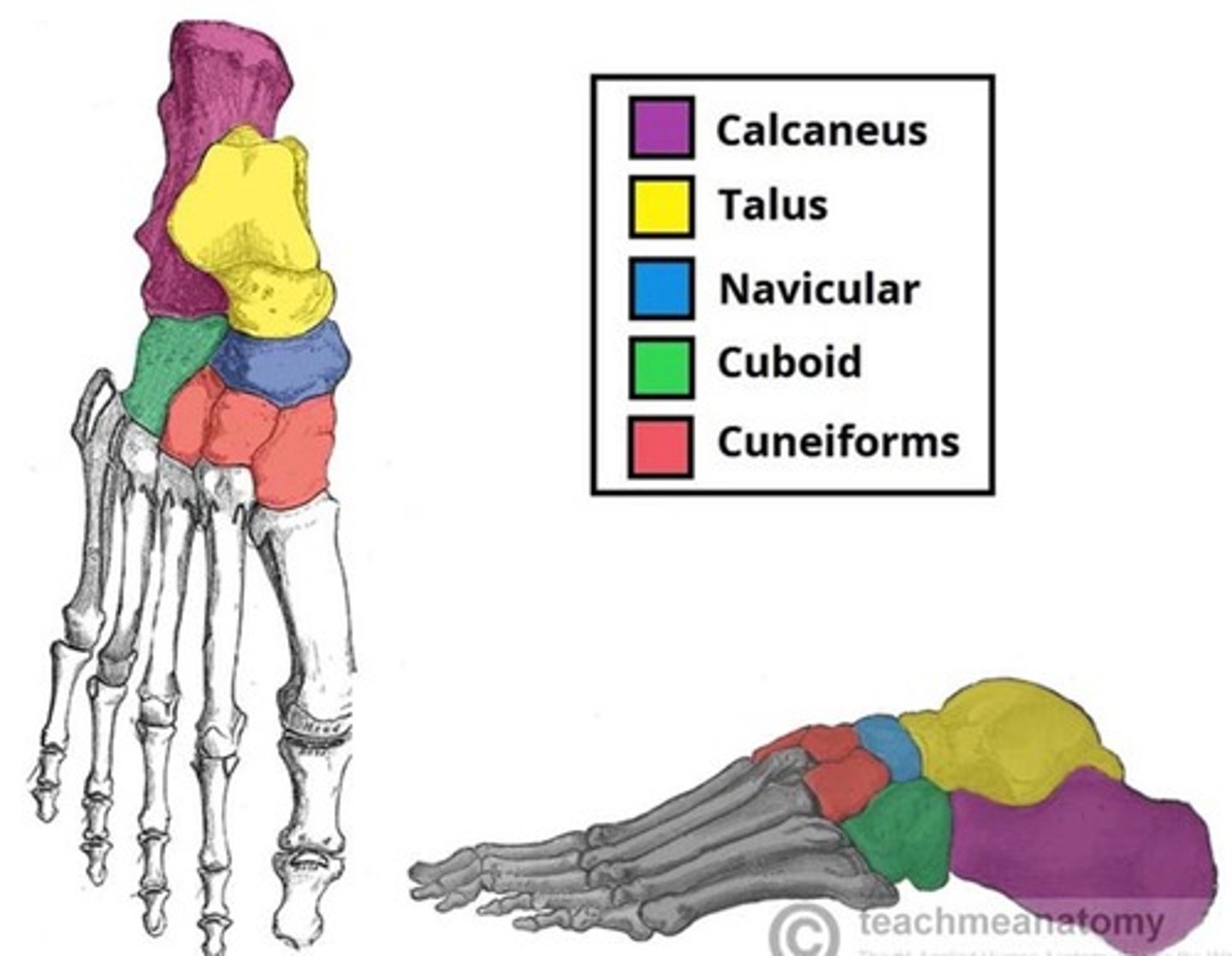 <p>Cuboid and 3 Cuneiforms.</p>