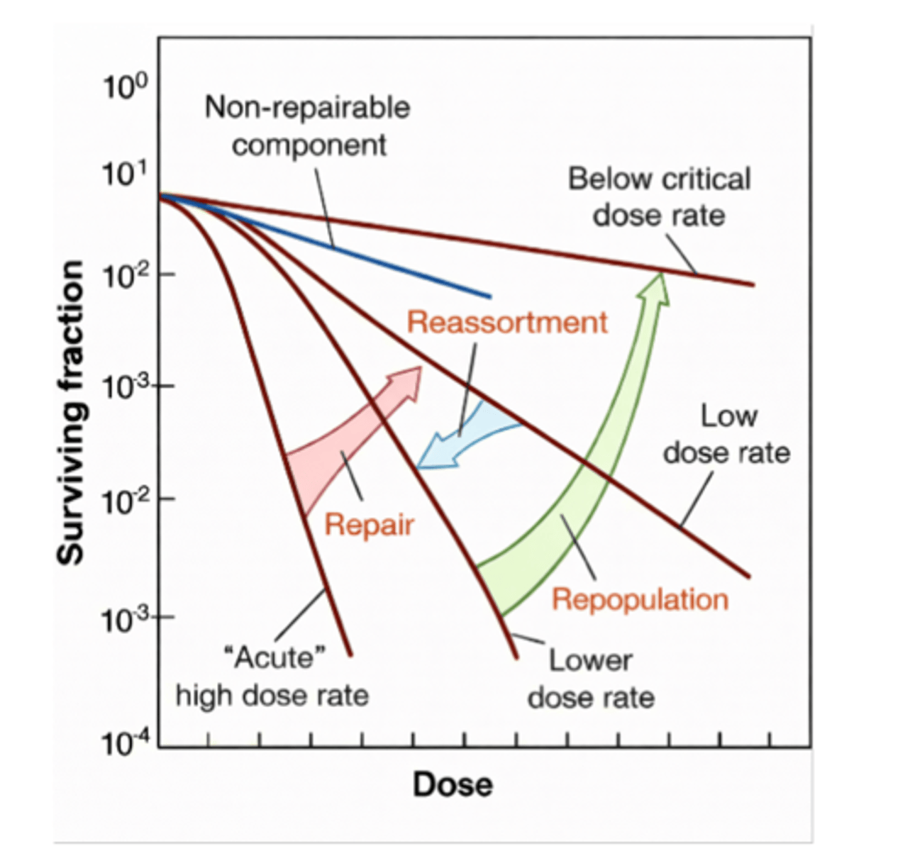 <p>Low dose rates promote sublethal repair</p>