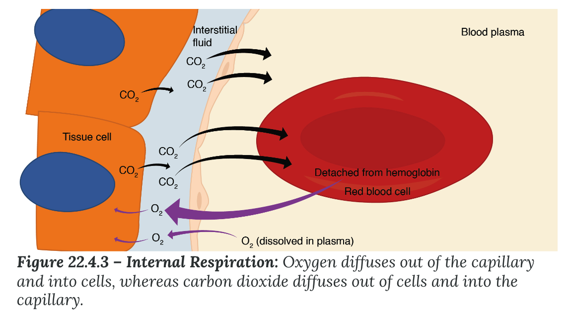 <p><strong>Mechanism of Gas Exchange</strong></p><ul><li><p><strong>Internal respiration</strong></p><ul><li><p>occurs at the level of ___ tissue</p></li><li><p>also occurs as simple diffusion due to a partial pressure gradient</p><ul><li><p>partial pressure gradients are opposite of those present at the respiratory membrane</p><ul><li><p>partial pressure of oxygen in tissues is ___, because oxygen is continuously used for cellular respiration.</p></li><li><p>In contrast, the partial pressure of oxygen in the blood is ___.</p></li></ul></li><li><p>This creates a pressure gradient that causes oxygen to dissociate from ____, diffuse out of the blood, cross the ___ space, and enter the tissue.</p></li><li><p>Hemoglobin that has little oxygen bound to it loses much of its brightness, so that blood returning to the heart is more burgundy in color.</p></li></ul></li></ul></li></ul>