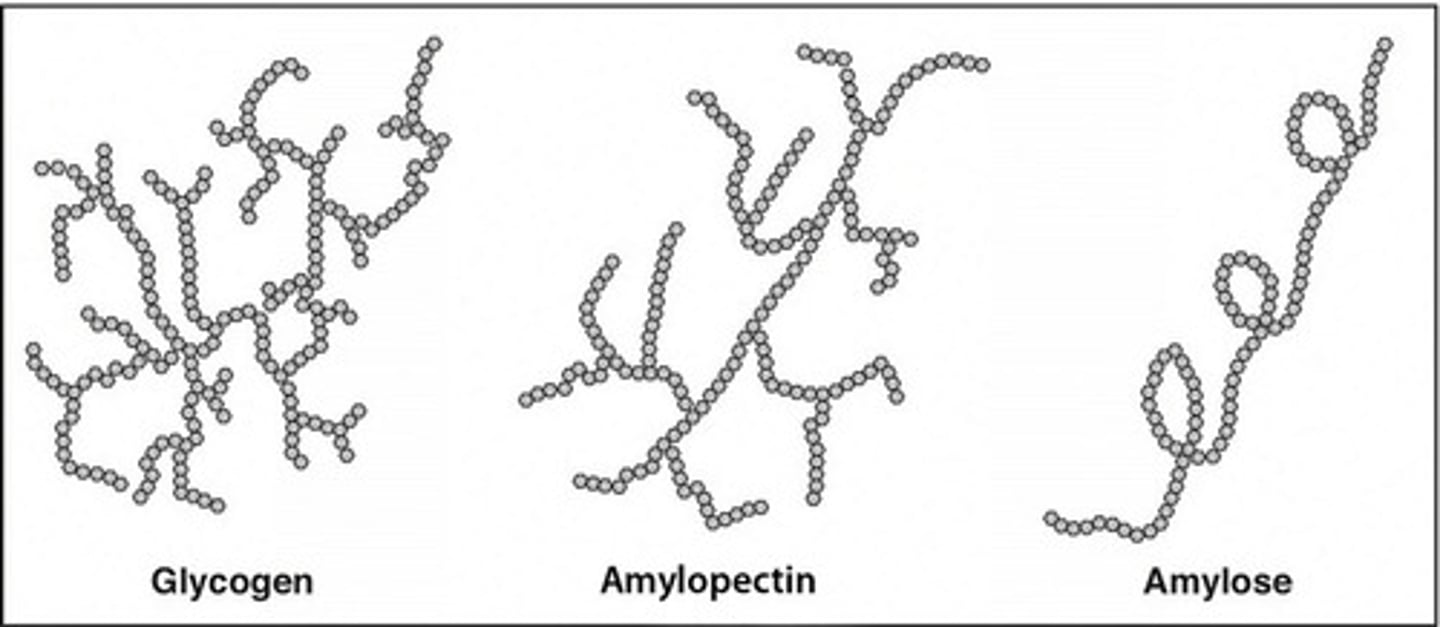 <p>Amylose is a polysaccharide composed of glucose with α-1,4 linkages.</p><p>Glycogen is a polysaccharide composed of glucose with α-1,4 AND α-1,6 linkages. This is the storage form of glucose for our cells.</p>
