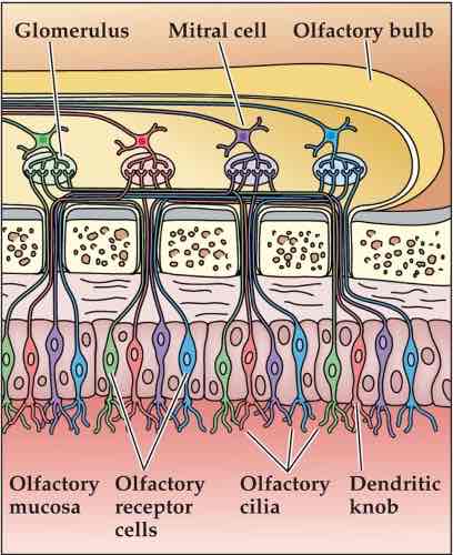 <ul><li><p>OIfactory receptor cells are bipolar cells</p></li><li><p>Axons project up through cribiform bone ( axons terminate in glomerulus, small clustered region of axons)</p></li><li><p>Mitral cells in olfactory bulb, brain tissue above cribiform bone (mitral cells send their dendrites into glomerulus, axons of mitral cells form olfactory tract into brain)</p></li></ul>