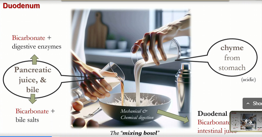 <p>bicarbonate and digestive enzymes </p>