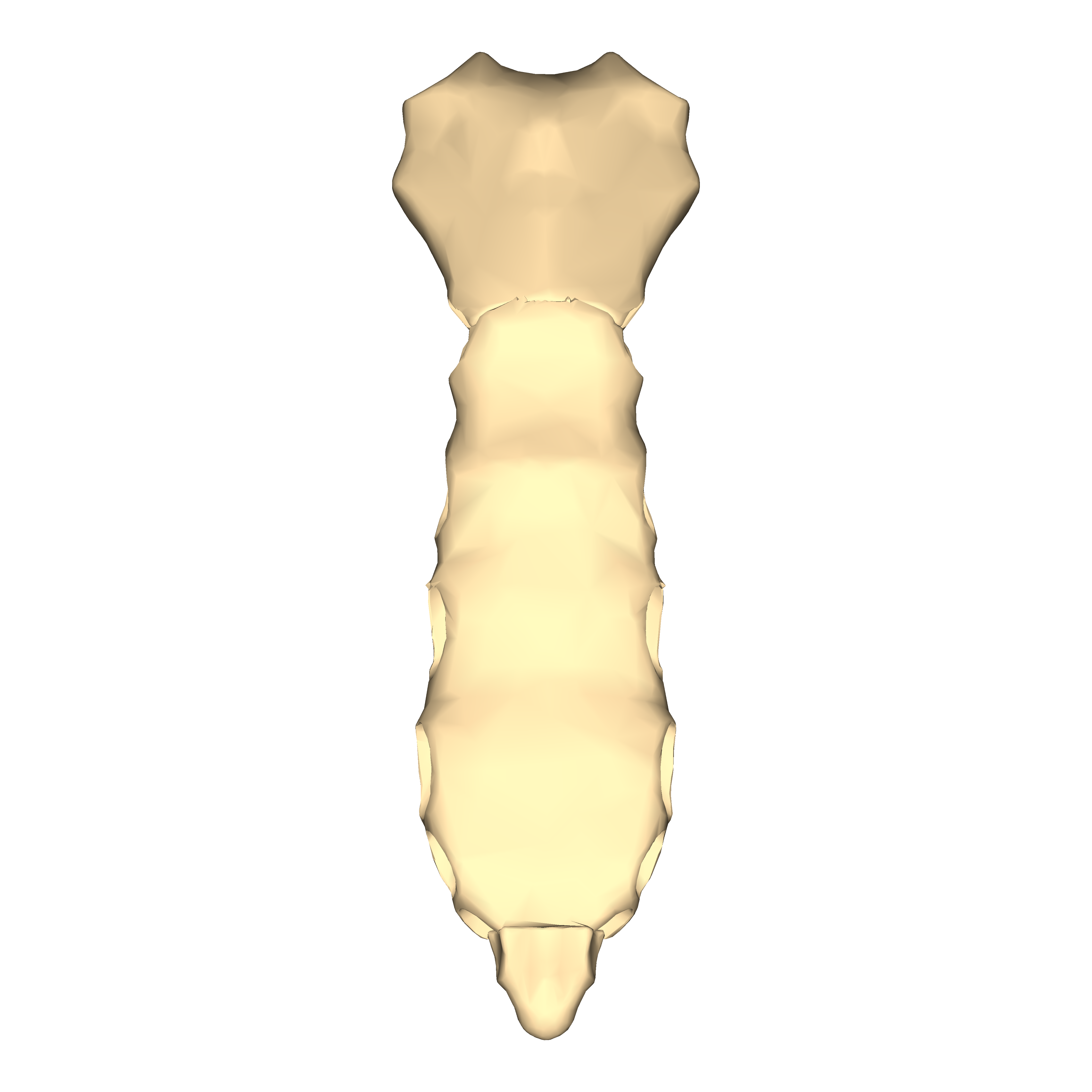 <p>Identify the bone.</p>