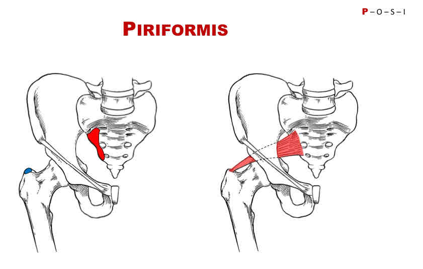 <p>Nerve Supply of Piriformis </p>