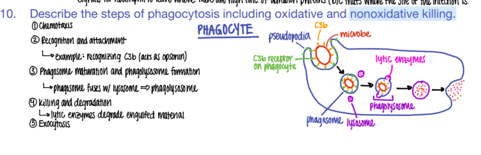 <ol><li><p>chemotaxis (go to site of inflammation)</p></li><li><p>phagocyte recog + adhere to OPSONIN pro’s on pathogen.</p></li><li><p>phagosome + lysosome bind together = phagolysosome </p></li><li><p>digest babyyy (killing + degradation) </p></li><li><p>exocytosis </p></li></ol>