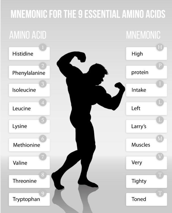 <p>From Diet: HPILLMVTT</p><p>Histidine</p><p>Phenylalanine</p><p>Isoleucine</p><p>Leucine</p><p>Lysine</p><p>Methionine</p><p>Valine</p><p>Threonine</p><p>Tryptophan</p>