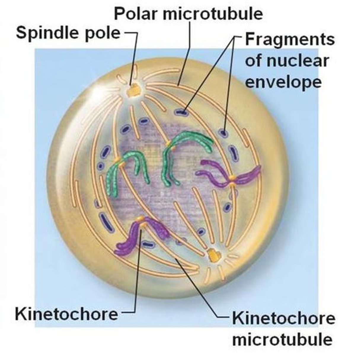 <p>Identify this phase</p>