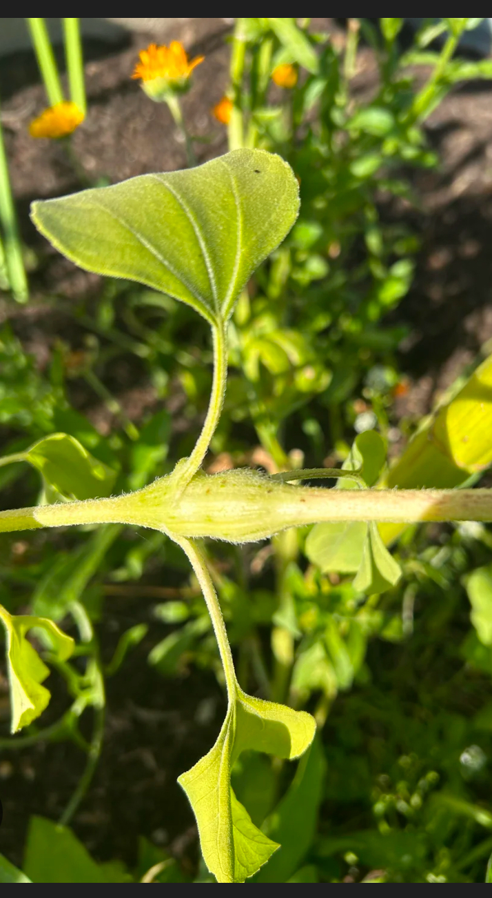 <p>Feuille petiolee nervures inégale et ramifiée</p><p>Fleurs à pétales libres entre eux</p><p>Fleur 5 pétales</p><p><strong>Tige renfler au niveau de l’insertion des feuilles</strong></p>