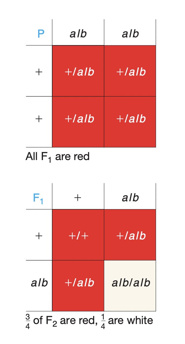 * mutant white flower plant (alb/alb) crossed with normal WT plant (+/+)
* F1: all alb/+
* F2: 
  * 1/4 is +/+
  * 1/2 is alb/+
  * 1/4 is alb/alb