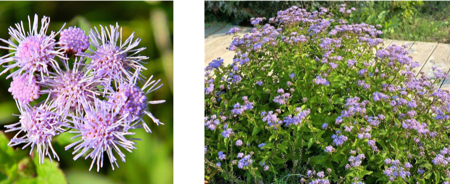 -spike like petals
-dense clusters of flowers
-look fuzzy