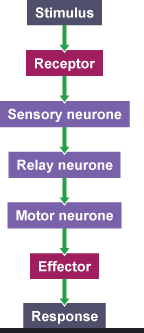 <p>The simple path a signal takes to create an automatic response.</p>