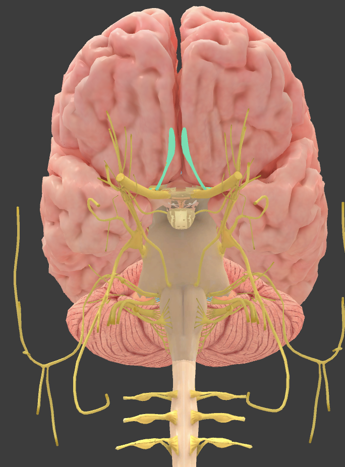 <p>Optic*, optic chiasm</p>