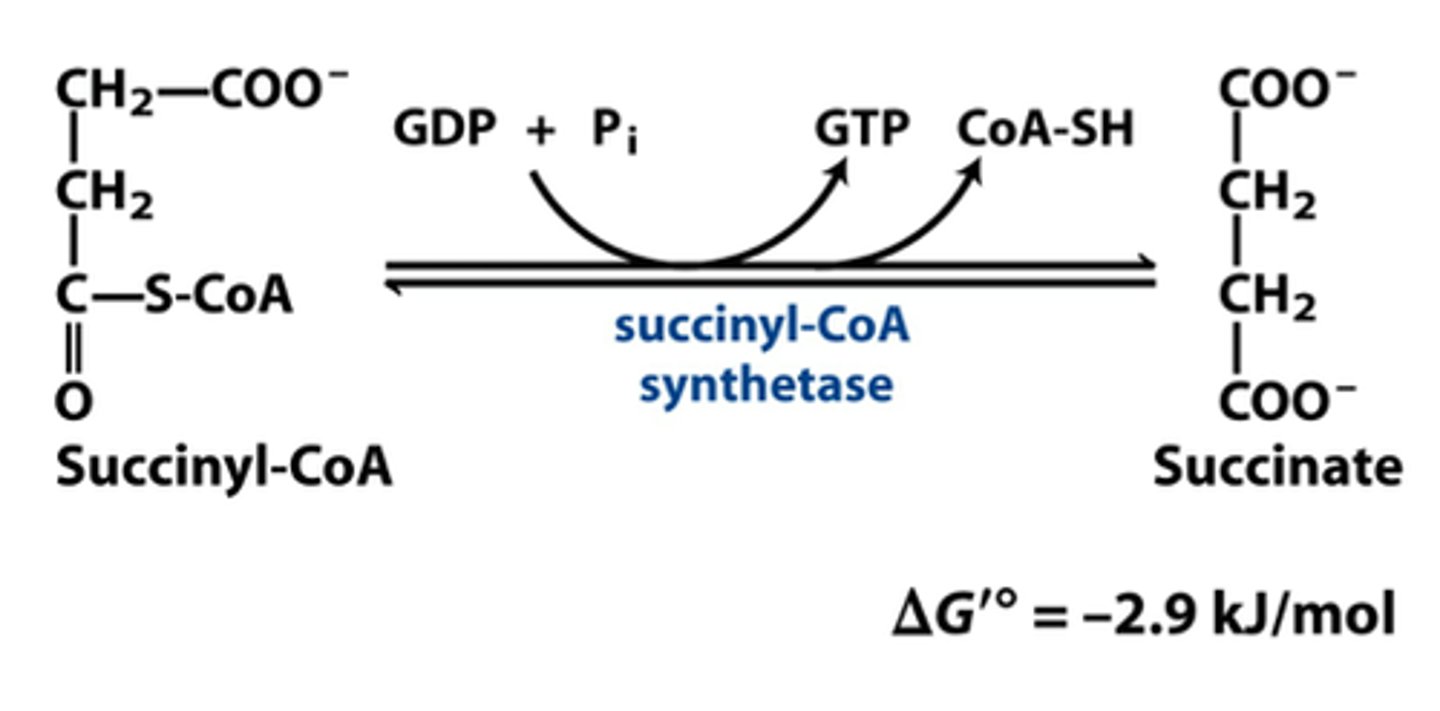 <p>Succinyl-CoA synthetase catalyzes substrate level phosphorylation</p><p>Enzyme: succinyl-CoA synthetase</p><p>Need to kick off CoA</p><p>1st substrate level phosphorylation</p><p>Make GTP</p><p>Take phosphate off a substrate and put it on GDP to make GTP</p>