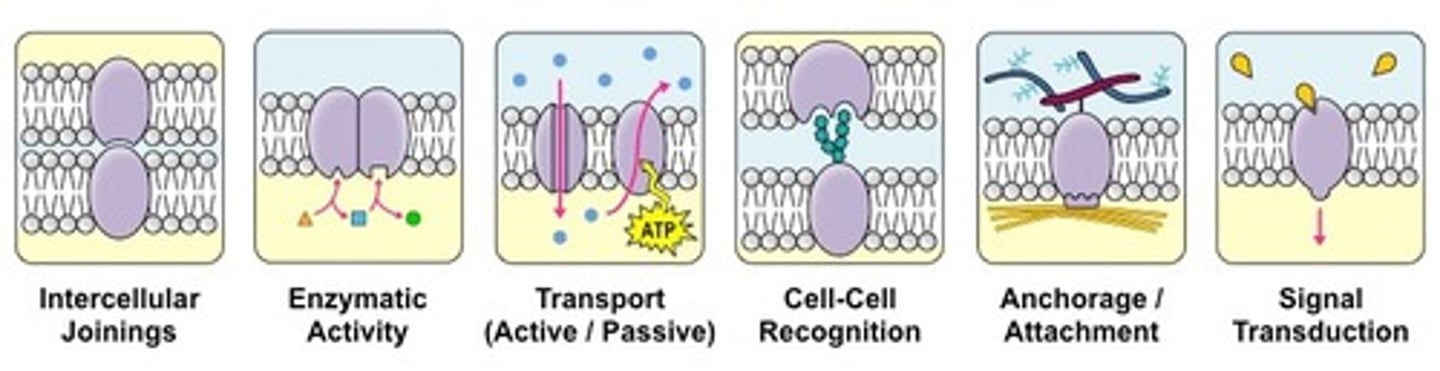<p>(C) I and II Only</p><p>Proteins transport molecules across a cell membrane. They may also help transmit signals across a membrane.</p>