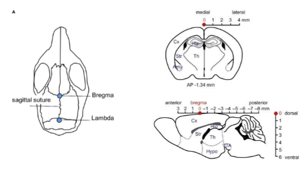 <ul><li><p>steriotaxic surgery uses 3D technique to locate neural locations with coordinates </p><ul><li><p>uses the skull structure </p></li><li><p>Bregma is 0,0,0</p></li></ul></li><li><p>done using a animal steriotaxic frame </p></li></ul><p></p>