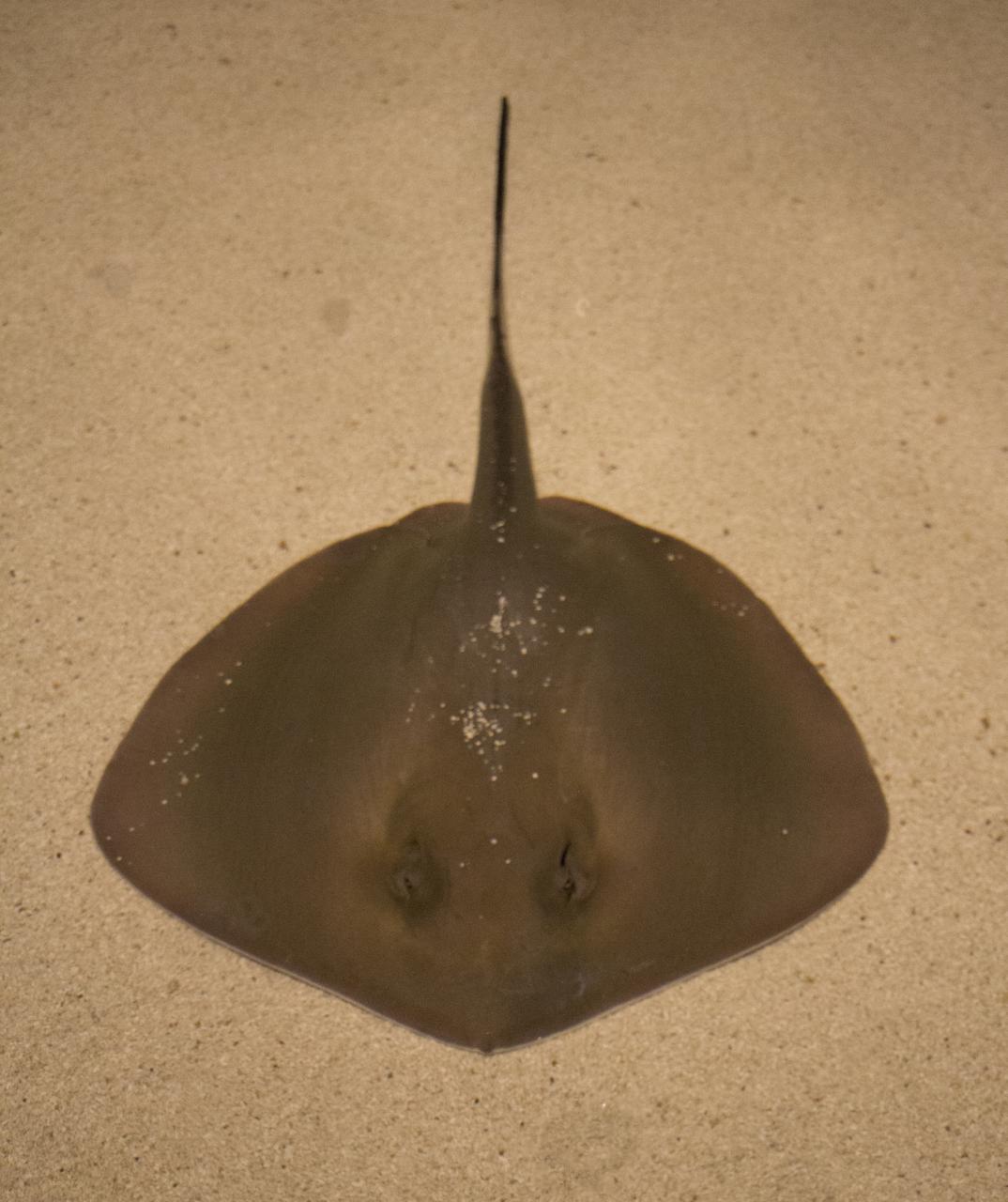 <p>snout protrudes slightly from the convex anterior fin margins</p><p>pectoral fins are slightly rounded</p><p>sorsal and ventral fold on tail</p>