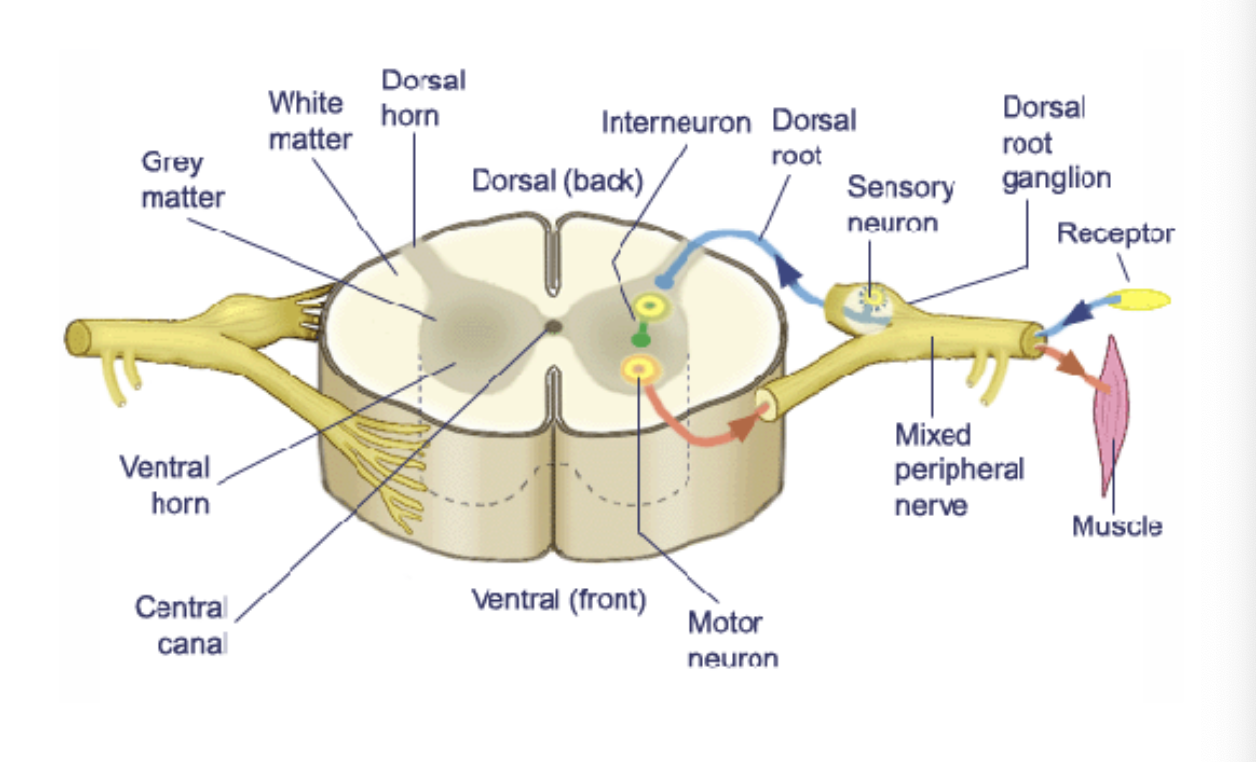 <p>false. the inner grey matter does.</p>