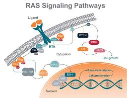 <p>RAS type GTPase family</p>