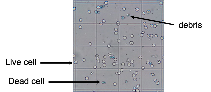 <p><span>§Trypan Blue – dye that gets inside cells*;</span></p><p><span>§Live cells expel it <em>via</em> membrane pumps - no colour;</span></p><p><span>Dead cells have non-functional membranes, so the dye stays in – blue cells</span></p><p></p>
