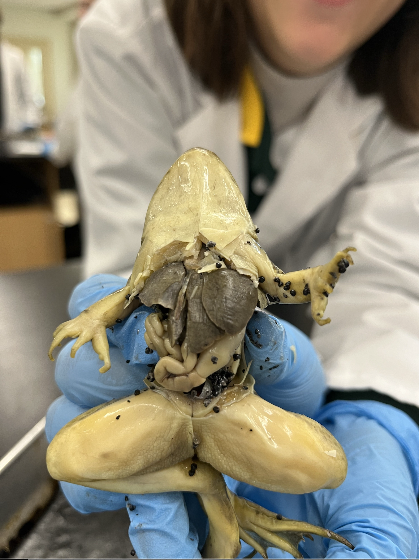 <p>identify the liver, stomach, and small intestine</p>