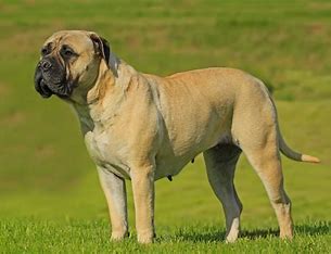 <p>so…. its kinda scary but they are known as a gate keeper and have a box like face with tons of wrinkles. so think of the name. they have tons of muscle like their arms are huge kinda bulky like a bull </p>