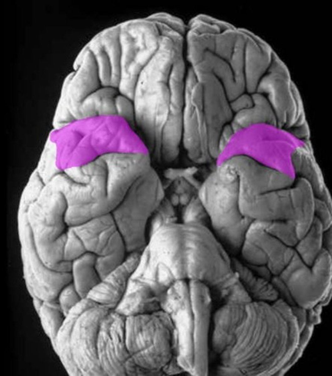 <p>feature. Will tap with 2 fingers on the bottom side</p>