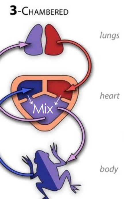 <p>Pulmonary circuit</p><p>Systemic circuit</p><ul><li><p>2 atria and 1 ventricle</p></li><li><p>3 chambered</p></li><li><p>blood and O2 mix</p></li></ul>