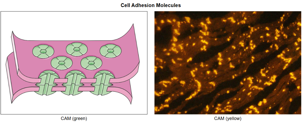 <p>L<span>inks cells together to allow the movement of material between them&nbsp;</span></p>