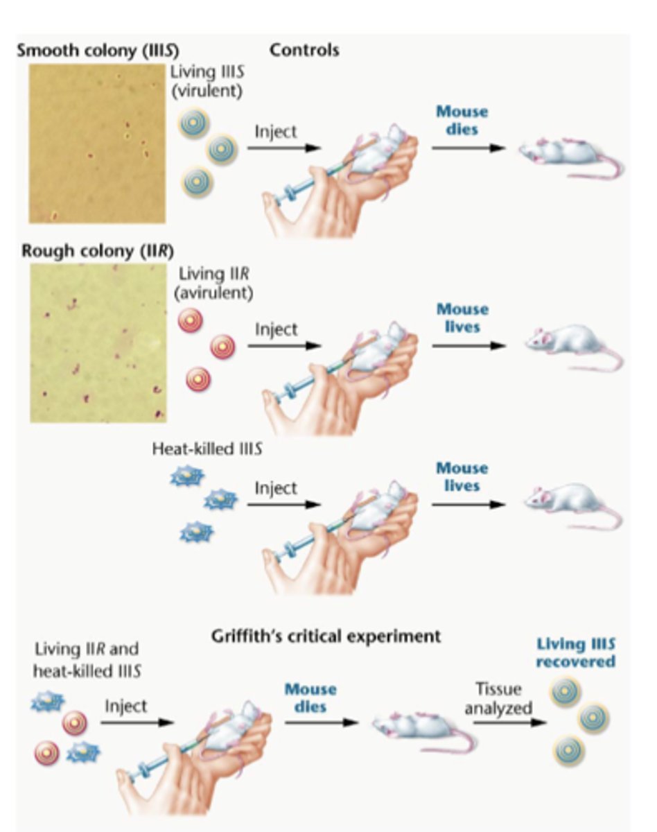 <p>-something from IIIS "transforms" IIR</p><p>-chemical substance is involved</p><p>-physiological vs. genetic</p><p>-living R + heat killed -&gt; S virulent</p>