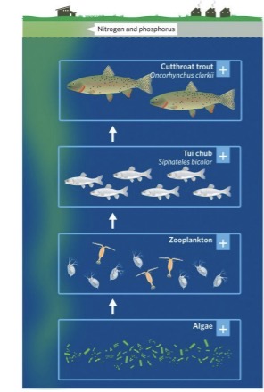 <ul><li><p>Control of the energy flow in a food web by organisms at the basic trophic level (autotrophs).</p></li><li><p>The abundance of autotrophs limits the amount of energy that is available to, and thus, the abundance of, species at higher trophic levels.</p></li></ul><p></p>