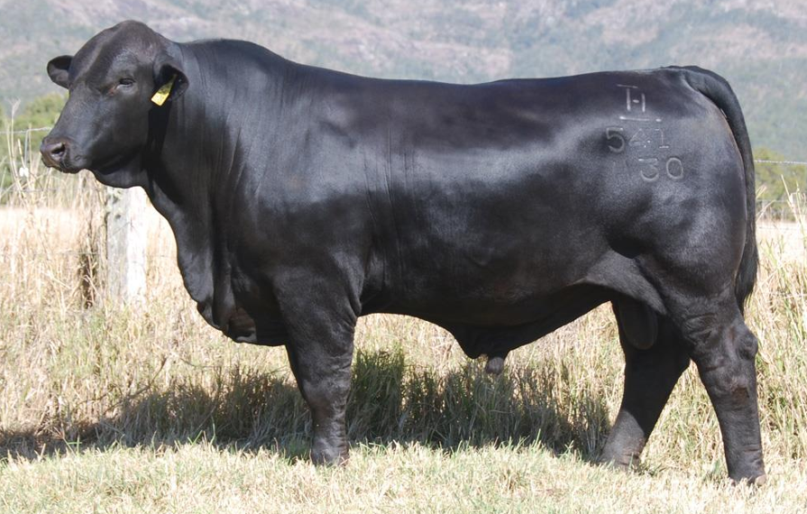 <ul><li><p>5/8 Angus 3/8 Brahman</p><ul><li><p><strong>Marbling + Heat Tolerance</strong></p></li></ul></li><li><p>The <strong>most popular</strong> of the American Breeds</p></li><li><p>Black and polled</p><ul><li><p>Can be red, depends on parents</p></li><li><p>Recall that Angus has recessive red gene</p></li></ul></li></ul><p></p>