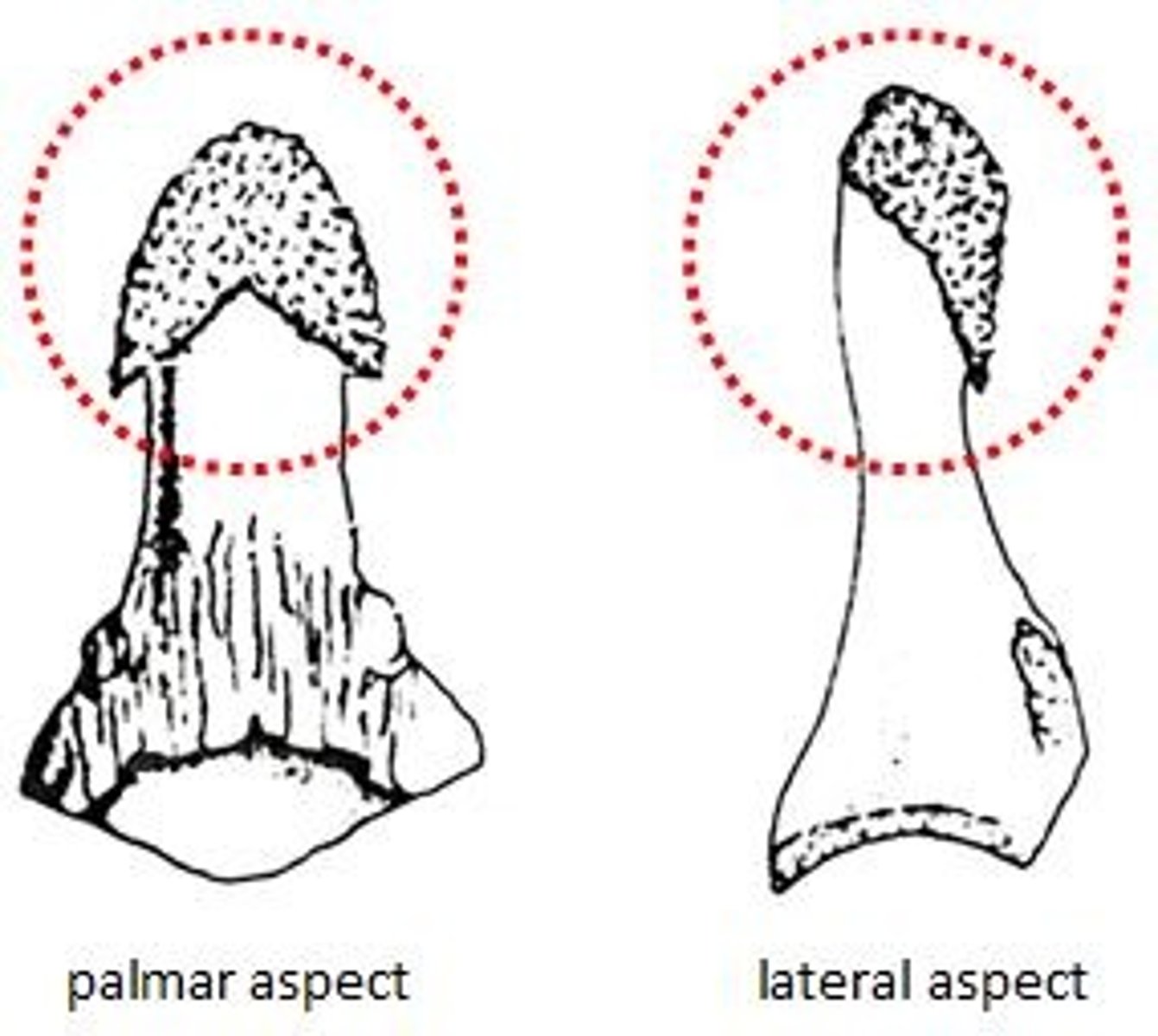 <p>The tuft is the distal end of the distal phalanx, often expanded and rounded.</p>