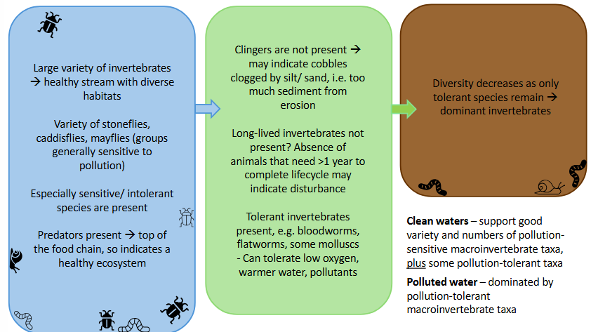 <p><strong>Clean waters</strong> = support good variety and numbers of pollution-sensitive macroinvertebrate taxa PLUS some pollution-tolerant taxa</p><p><strong>Polluted water</strong> = dominated by pollution-tolerant macroinvertebrate taxa</p>