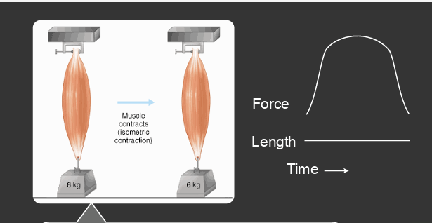 <p>isometric contractions do not generate any mechanical work (force x displacement) </p><ul><li><p>no displacement occurs </p></li></ul><p></p>