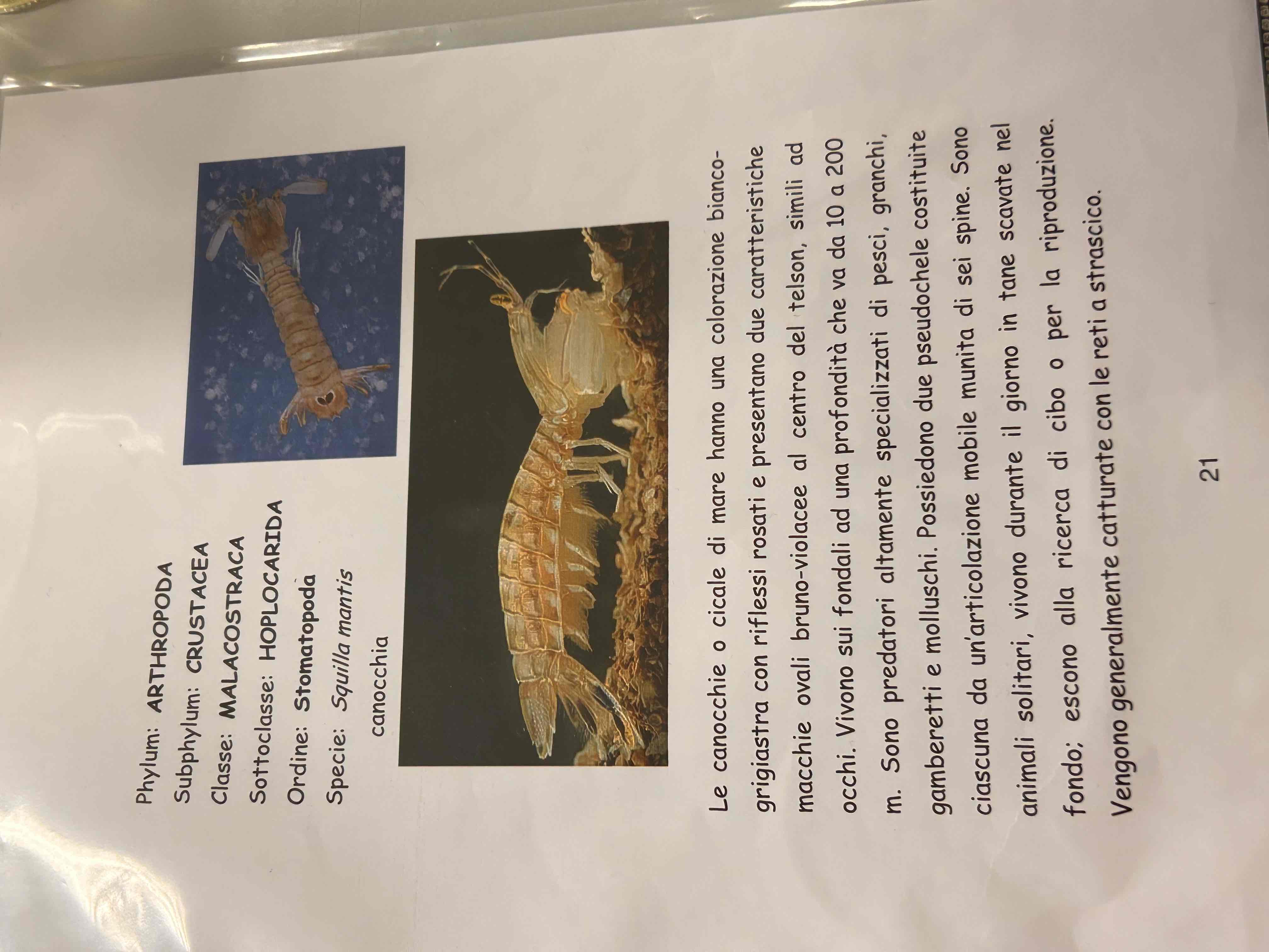 <p>Crostacea</p><p>Malacostraca</p><p>Haplocarida</p><p>Stomatopoda</p><p>Squilla mantis</p><p>(canocchia)</p>
